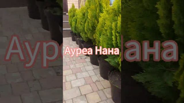 туи Смарагд, Ауреа Нана, лавровишня смотреть онлайн