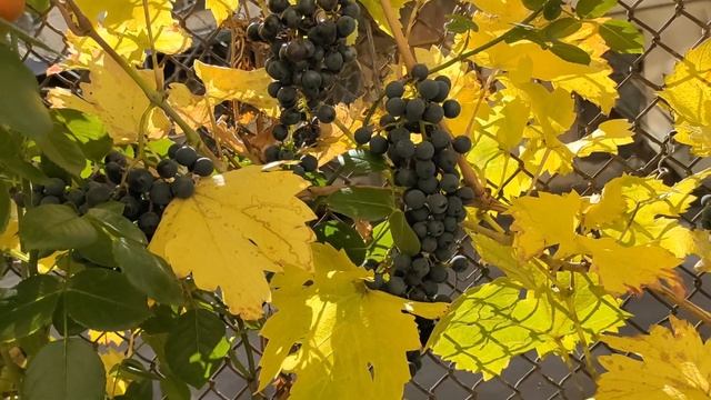 Виноград Каберне кортіс Технічний сорт винограду раннього терміну дозрівання каберне Сілььке життя смотреть онлайн