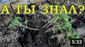 Сеем ТОМАТЫ прямо в ТЕПЛИЦУ...результат налицо???