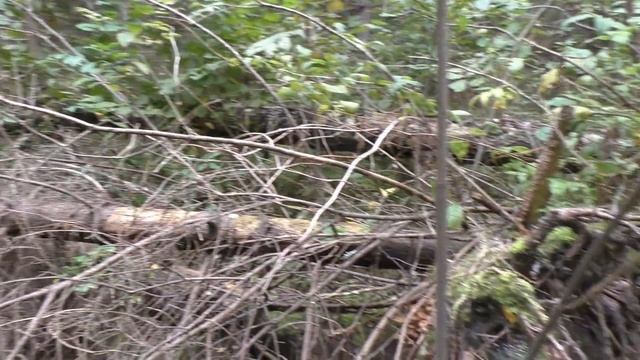 В ЛЕСУ ПО ГРИБЫ! И ДАЖЕ БЕЛЫЕ ГРИБЫ! Я Миша и МАЛЫШ наш поход в лес! смотреть онлайн