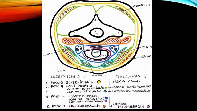 Фасции шеи