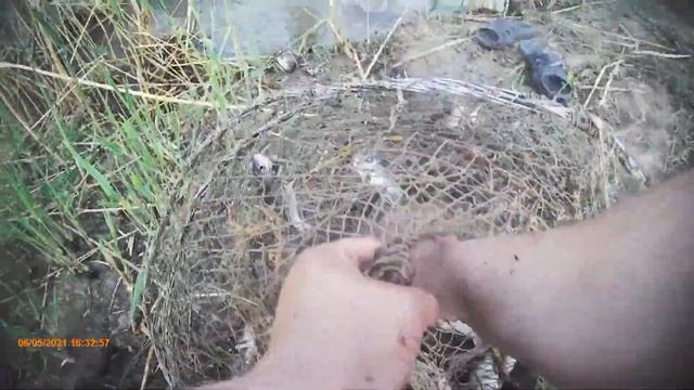 Спасаем РЫБУ из БРАКОНЬЕРСКИХ СЕТЕЙ идущую на НЕРЕСТ в полой. АСТРАХАНЬ. смотреть онлайн