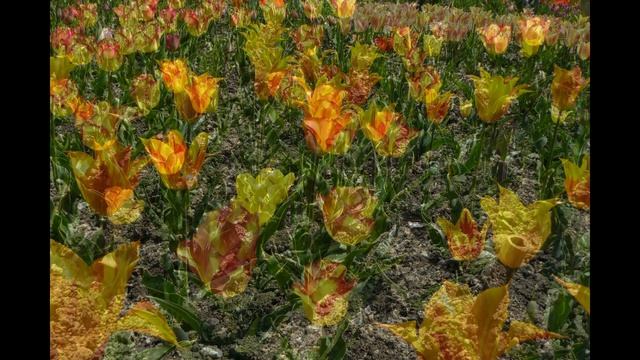 Парад тюльпанов в Никитском ботаническом саду 2015 год #flowers смотреть онлайн