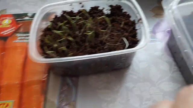 Контрольный посев.