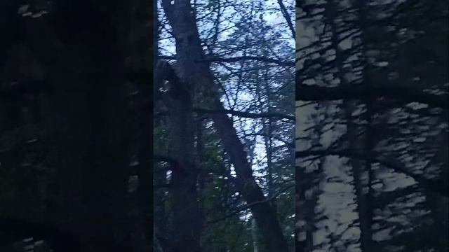 Рыбалка вечером! Летят гуси на родину ! смотреть онлайн