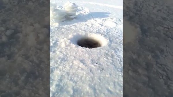 Мужик в -40℃ нырять в прорубь и достает какого-то жука.