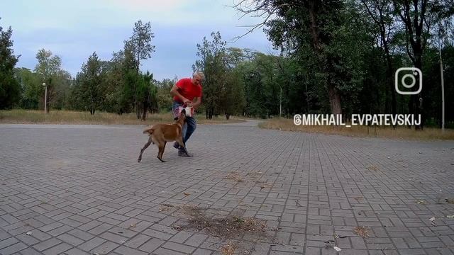 Бельгийская овчарка малинуа Альф занятя после физической нагрузки 2.mp4