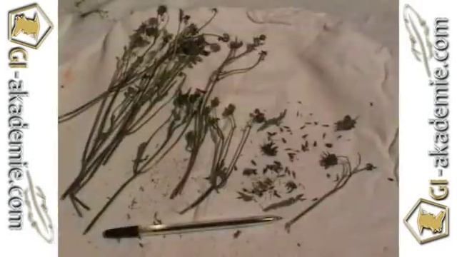 021 - Лечебные растения. смотреть онлайн