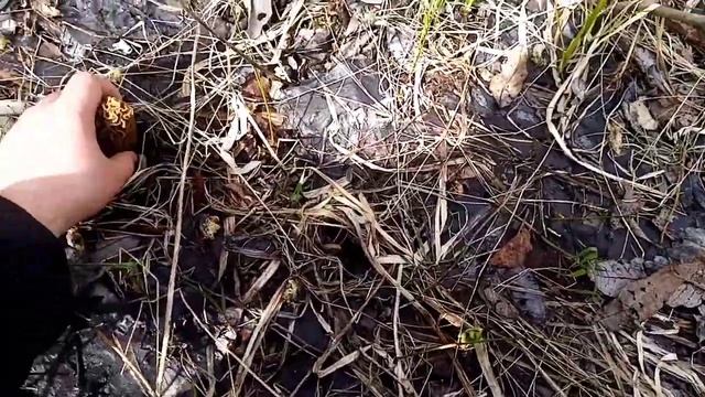 За Сморчками#сморчки#грибы#лес#тихаяохота#влесзагрибами смотреть онлайн