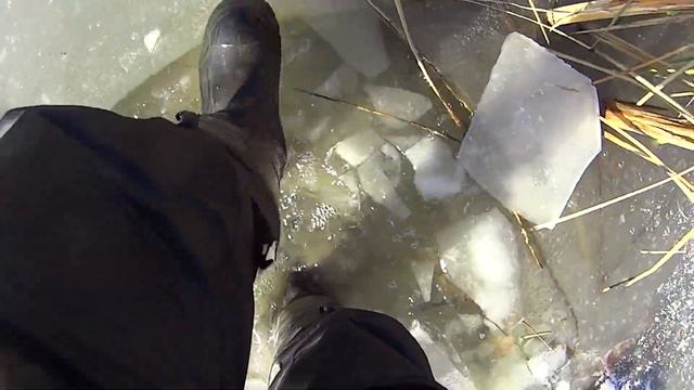 У карпиков новое место жительства 16