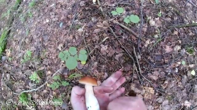 Грибы Боровики, Белые, 2018 Беларусь. Первая волна. Mushrooms. Boletus. Однажды в Грибах 4. смотреть онлайн