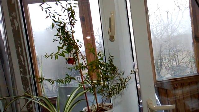 Экзотические растения на зимовку смотреть онлайн