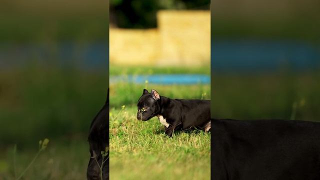 Нравится щенок? А всё уже поздно, раньше надо было! (с) ✅Все щенки из помета нашли своих хозяев! ✅ смотреть онлайн