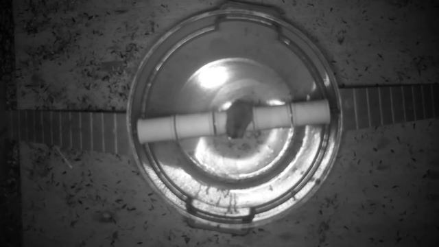 The Ultimate Multi Log Rolling Mousetrap. Mousetrap Monday смотреть онлайн