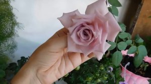 Роза сорт Голубой Нил