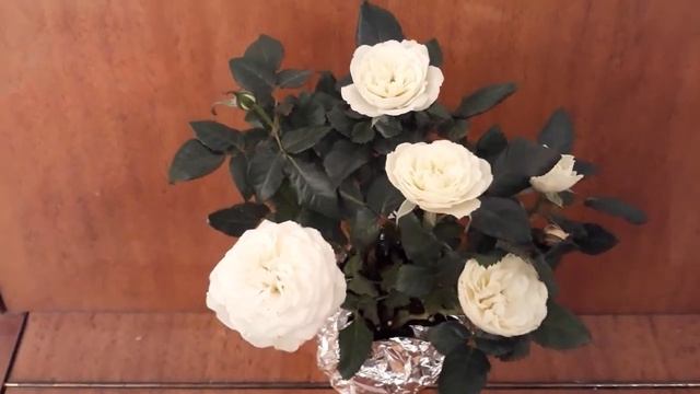 #rose #Victory #роза #Виктория / Роза Виктория Микс (лат.rosa) Nolina Victory. Белая принцесса смотреть онлайн