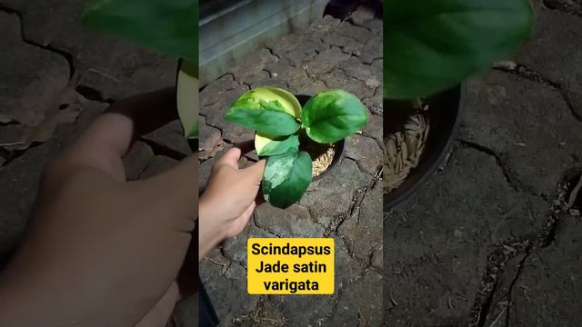Tanaman hias Scindapsus jade satin varigata #tanamanhias смотреть онлайн