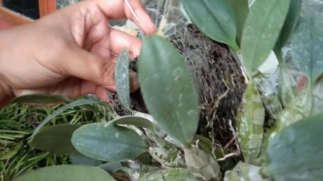 Anggrek rawatan lama BELUM PERNAH BUNGA "DENDROBIUM AGREGATUM | DENDROBIUM LINDLEY 🤔 смотреть онлайн