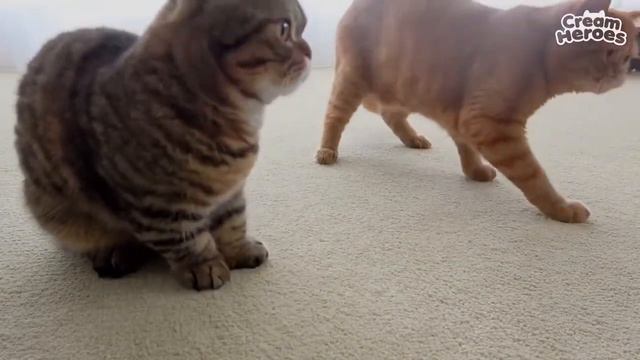 Вечно голодный котёнок Лулу смотреть онлайн
