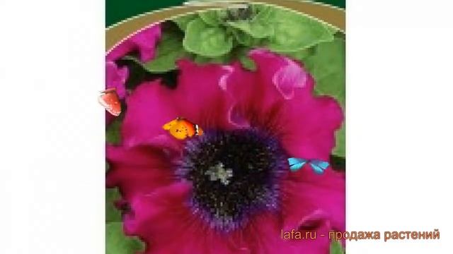 Петуния превосходнейшая Бордовая (bordovaya) ? Бордовая обзор: как сажать, семена петунии Бордовая смотреть онлайн