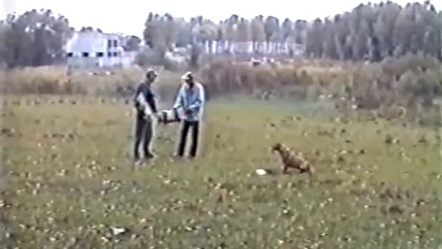 Дресирування собак у Львові 0638700373. Стаффорд. смотреть онлайн