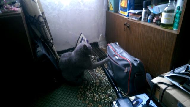 И тут я понял, что моя кошка сломалась. смотреть онлайн