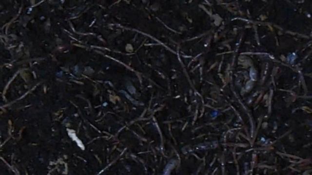 Разведение червей Dandrobaena Veneta (Дендробена Венета) смотреть онлайн