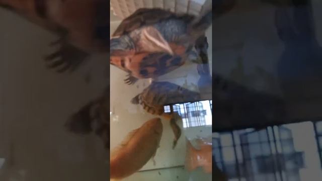 Food Wars: Terrapin vs Terrapin vs Fish смотреть онлайн