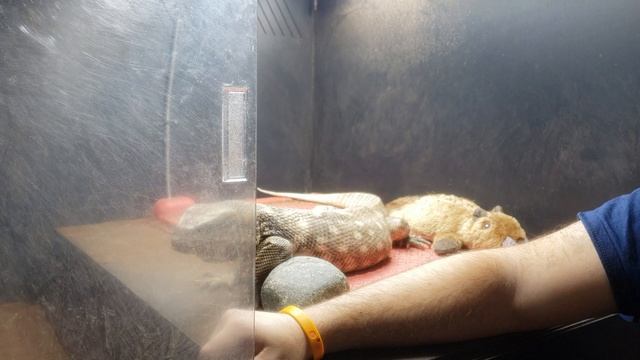 HOW TO TAME GIANT MONITOR LIZARDS TO BE DOG TAME! BEST WAY! EASY! смотреть онлайн