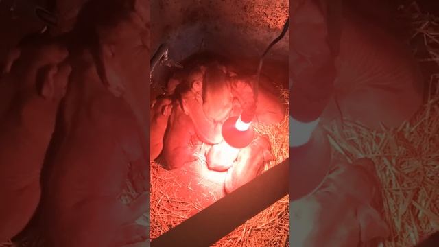 Дюрок. Опорос домашней свиньи от 23 января. смотреть онлайн