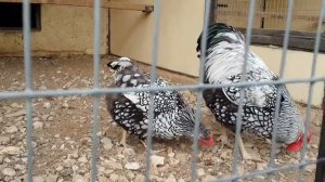 Порода кур виандот  breeds of chickens Wyandotte