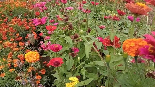 ??? ОБЗОР ОДНОЛЕТНИХ ЦВЕТОВ смотреть онлайн