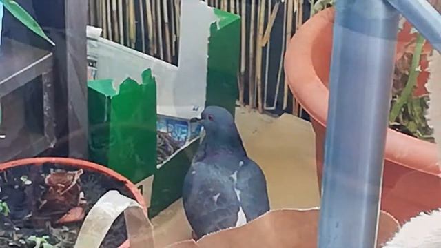 ?Голуби Гнездо На Балконе Птенцам 3 Дня|| animals birds || taube vogel смотреть онлайн