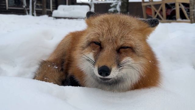 Алиса - лиса. Камни засыпало снегом смотреть онлайн