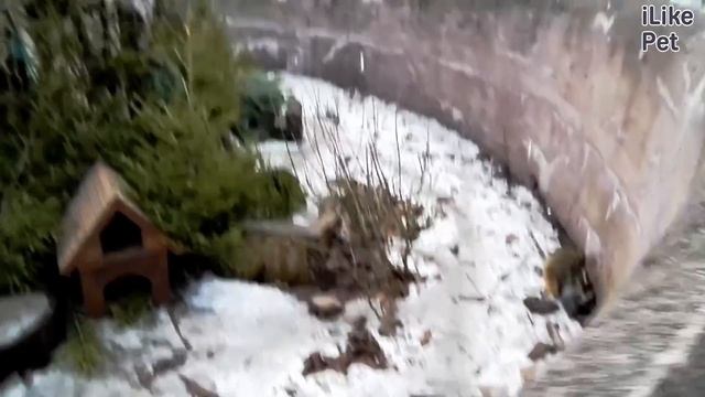 Енот Характер на ilikepet смотреть онлайн