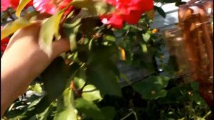 Мои розы 2020. Что она вытворяет! Роза Фердинанд Пичард - открытие сезона.