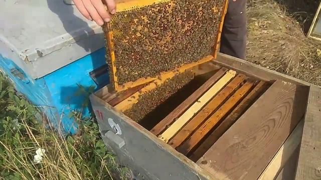 ТОП 10 ФАКТОВ О ПЧЕЛАХ смотреть онлайн