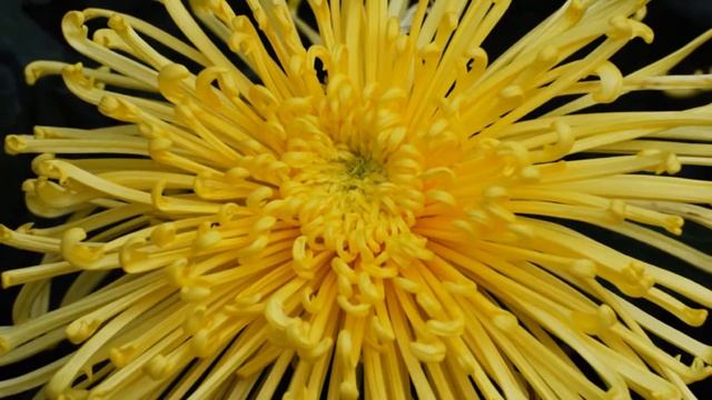 Yellow Flower || Golden Splendor Spider || Chrysanthemum смотреть онлайн