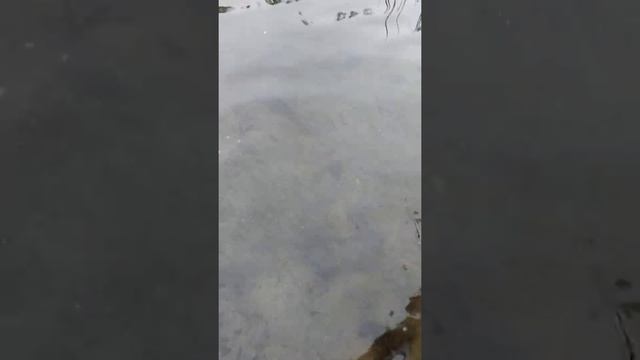 Плыви, рыбка! Рыбалка на озере Петровском, Ленинградская область #Shorts смотреть онлайн