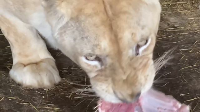 Мама львица приучает львят к мясу ! смотреть онлайн