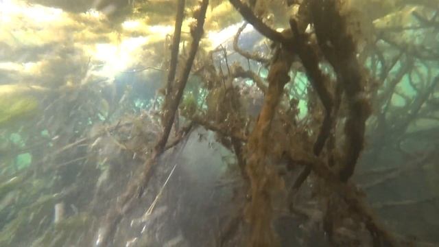 Подводная Охота - Как найти Карпа в пруду! 4 Простых и Эффективных совета для Начинающих и Опытных смотреть онлайн