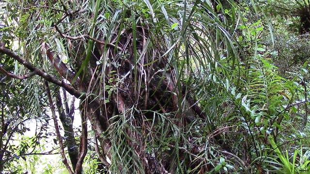 Clematis Paniculata at Otari Wilton Bush - Sept 2020. смотреть онлайн