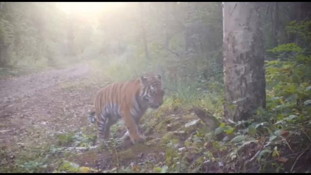 Дерево в качестве «почтового ящика» используют тигры в Хабаровском крае смотреть онлайн