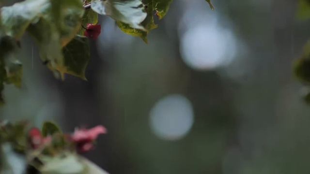Chords of Harmony-Sinmes смотреть онлайн