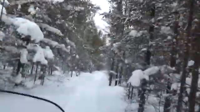 Едем по лесу смотреть онлайн