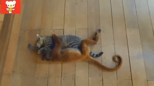 Смешные животные 2 ● Приколы 2014. Кошки, собаки и другие ● Funny animals ● Cats, dogs and others #