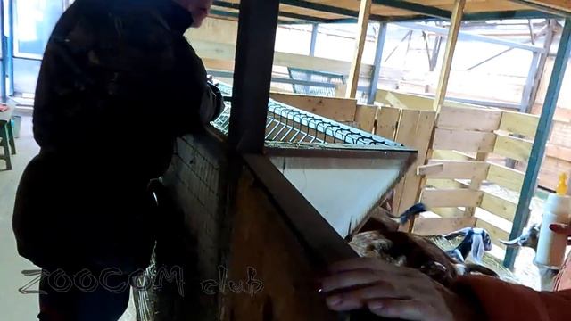 Барашек за $2000000 for the ram? смотреть онлайн