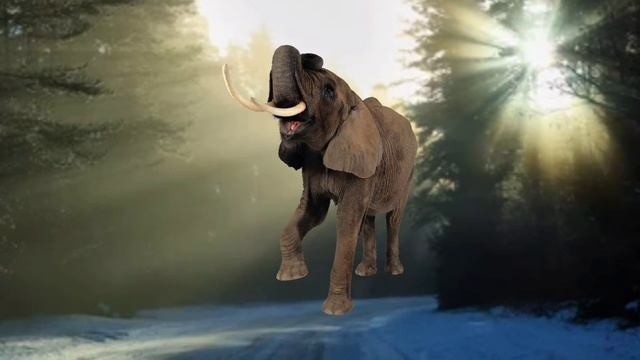 Животные для детей | виды слонят | слоники для малышей | милые животные смотреть онлайн