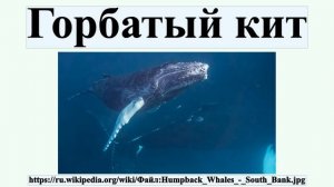 Горбатый кит