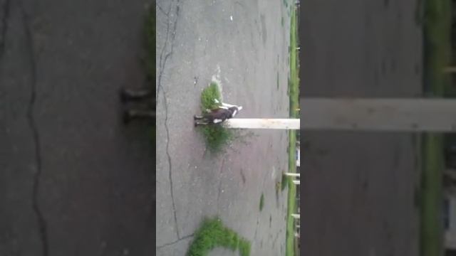 Фокстерьер и цвергшнауцер, прогулочка смотреть онлайн